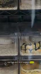 The Hidden Cost of Pet Snakes: Hundreds of Millions of Rodents Factory-Farmed Every Year