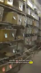 The cruel reality of slaughter methods in rodent farms
