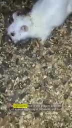 Rodent factory farming has become one of the world's largest sources of animal suffering