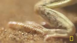 Survival Wisdom of Animals in Extreme Environments: Adaptation Strategies in Deserts and Polar Regions