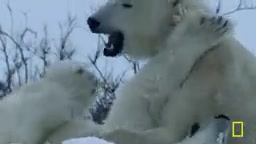 A polar bear searches for prey on the ice