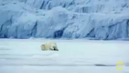 Polar bears can detect seals from nearly two miles away
