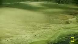 《敌对星球》纪录片深度解析:气候变化下的动物生存法则
