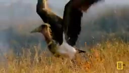 Marigrew's storks clean up afterwards