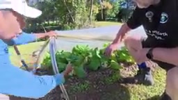 木屑种菜实践:不用堆肥也能高产的覆盖种植法