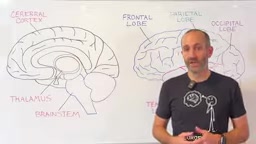 The Neuroscience of Consciousness: How the Brain Generates Subjective Experience