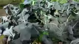凉爽天气减少虫害