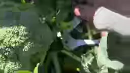 在距花球 10 到 15 厘米处下刀