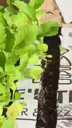 两周后披萨盒里长出健康幼苗