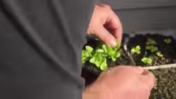 第一批汉堡盒育苗失败后补种的沙拉作物