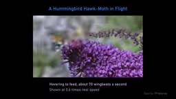 Conversation screenshot: the fruit fly's flight capability