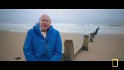大卫·爱登堡纪录片《Ocean》:拯救海洋就是拯救我们自己