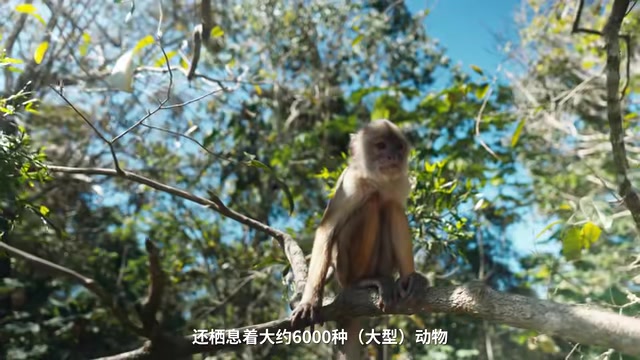 超过4万种植物的亚马逊雨林