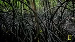 红树林吞没了其余的一切