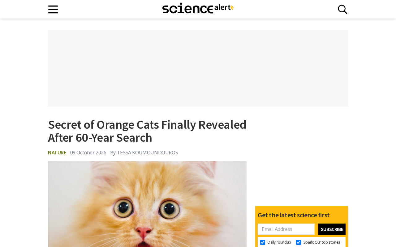 橘猫颜色之谜被破解:60年科学追寻的终点